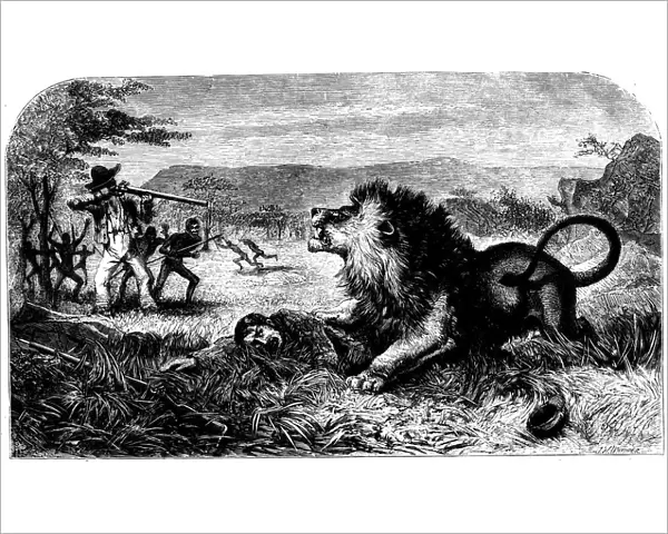 David Livingstone, saved from a lion by Mebalwe, a native schoolmaster, 1857