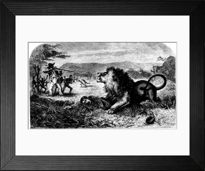 Framed Print : David Livingstone, saved from a lion by Mebalwe, a native schoolmaster, 1857 Framed Print : David Livingstone, saved from a lion by Mebalwe, a native schoolmaster, 1857