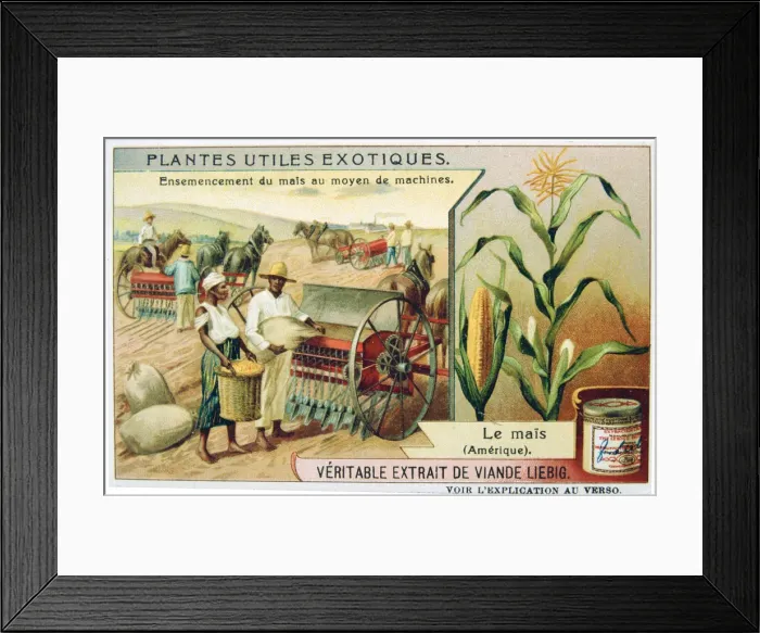 Framed Print : Maize, c1900 Framed Print : Maize, c1900