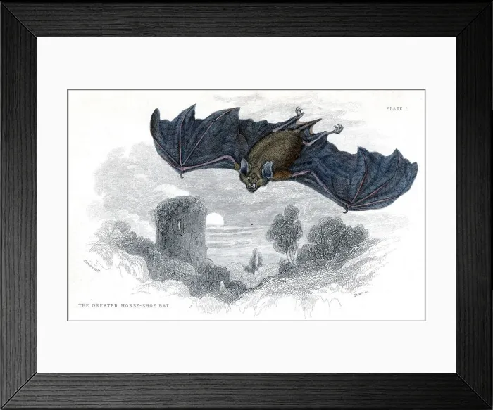Framed Print : Hand coloured engraving of a Greater Horseshoe Bat, 1838 Framed Print : Hand coloured engraving of a Greater Horseshoe Bat, 1838