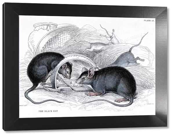 Engraving of Black rat caught in trap, 1838. Artist: William Jardine