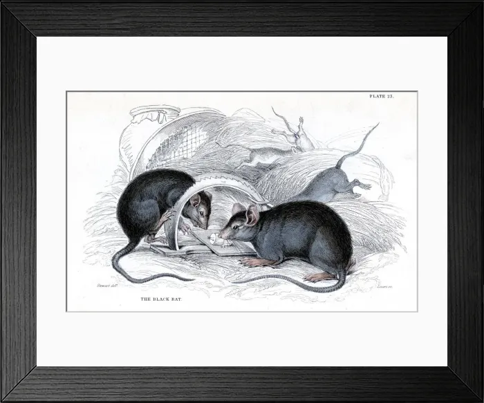 Framed Print : Engraving of Black rat caught in trap, 1838. Artist: William Jardine Framed Print : Engraving of Black rat caught in trap, 1838. Artist: William Jardine