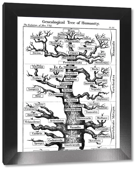 Haeckels scheme of evolution displayed in the form of a tree, 1910. Artist: Ernst Haeckel