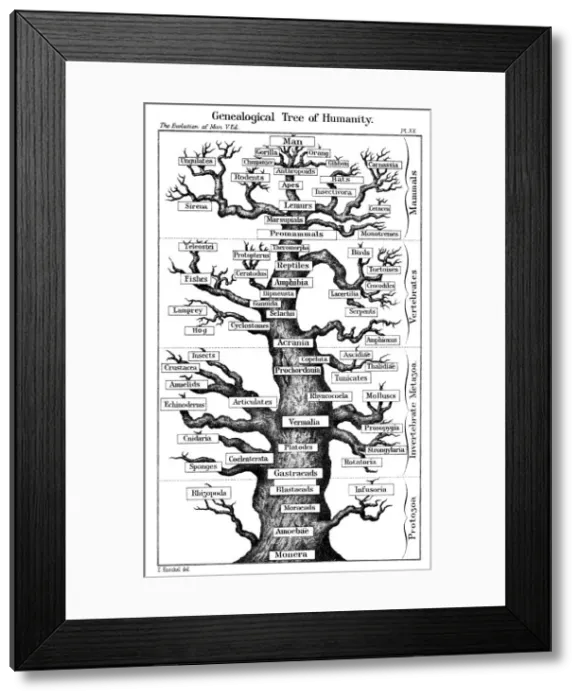 Framed Print : Haeckels scheme of evolution displayed in the form of a tree, 1910. Artist: Ernst Haeckel Framed Print : Haeckels scheme of evolution displayed in the form of a tree, 1910. Artist: Ernst Haeckel