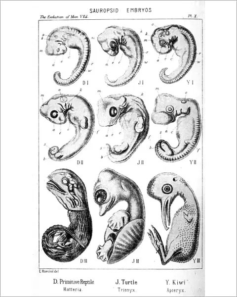 Sauropsid embryos, 1910. Artist: Ernst Haeckel