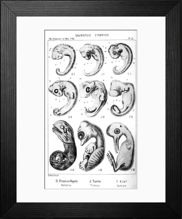 Framed Print : Sauropsid embryos, 1910. Artist: Ernst Haeckel Framed Print : Sauropsid embryos, 1910. Artist: Ernst Haeckel