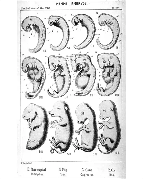Mammal embryos, 1910. Artist: Ernst Haeckel