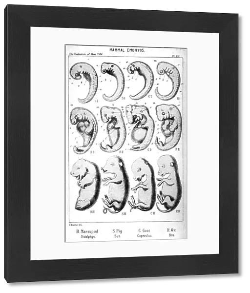 Mammal embryos, 1910. Artist: Ernst Haeckel
