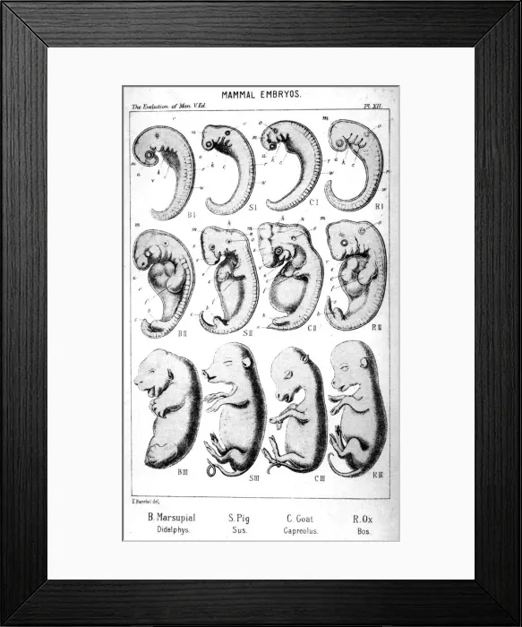 Framed Print : Mammal embryos, 1910. Artist: Ernst Haeckel Framed Print : Mammal embryos, 1910. Artist: Ernst Haeckel