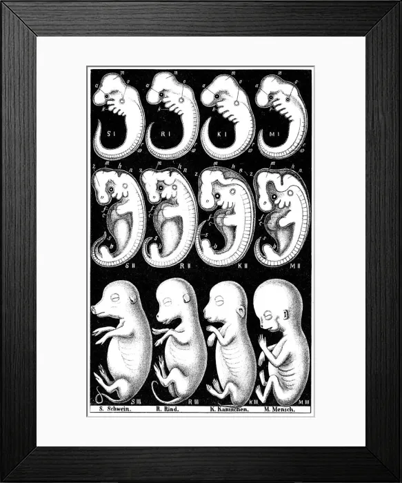 Framed Print : Haeckels comparision of embryos of Pig, Cow, Rabbit and Man. Artist: Ernst Haeckel Framed Print : Haeckels comparision of embryos of Pig, Cow, Rabbit and Man. Artist: Ernst Haeckel