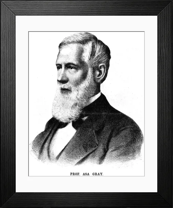 Framed Print : Asa Gray, American botanist, 1888 Framed Print : Asa Gray, American botanist, 1888