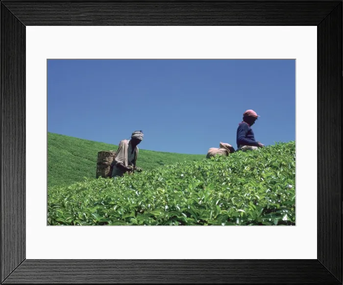 Framed Print : Tamil tea-pickers in Sri Lanka. Artist: CM Dixon Framed Print : Tamil tea-pickers in Sri Lanka. Artist: CM Dixon