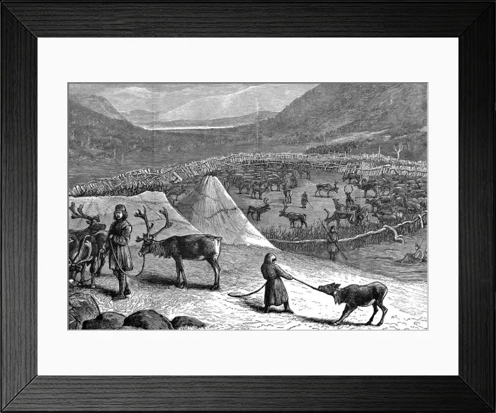 Framed Print : Herd of Reindeer, Lapland, 1882 Framed Print : Herd of Reindeer, Lapland, 1882