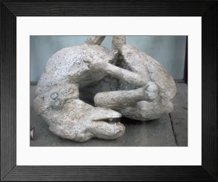 Framed Print : Cast of a chained dog from Pompeii, 1st century Framed Print : Cast of a chained dog from Pompeii, 1st century