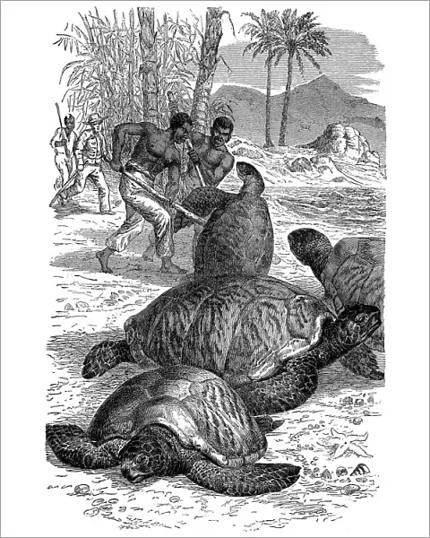 Green Turtle being caught by hunters, 1884