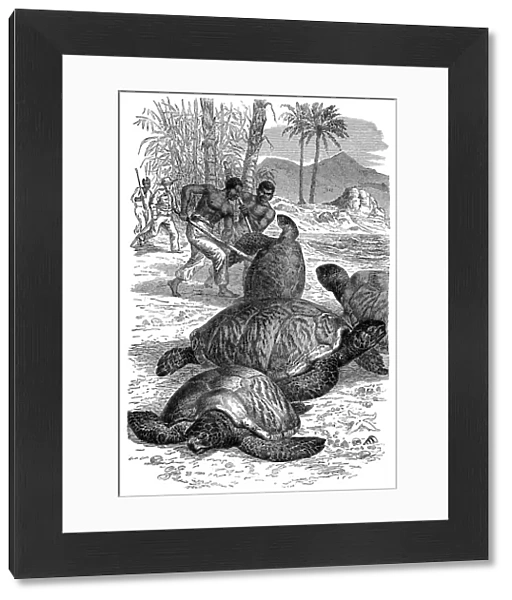 Green Turtle being caught by hunters, 1884