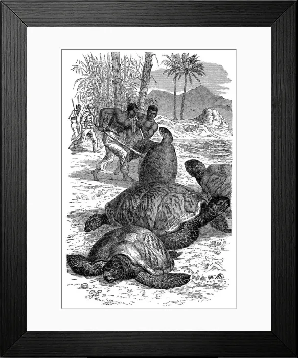 Framed Print : Green Turtle being caught by hunters, 1884 Framed Print : Green Turtle being caught by hunters, 1884