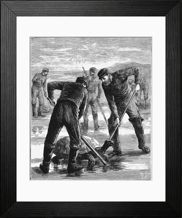 Framed Print : Green Turtle being caught by hunters, c1900 Framed Print : Green Turtle being caught by hunters, c1900