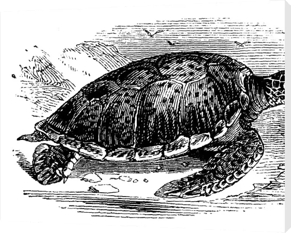 Green Turtle (Chelone mydas), c1890