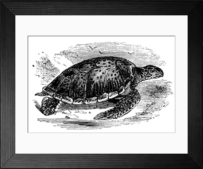 Framed Print : Green Turtle (Chelone mydas), c1890 Framed Print : Green Turtle (Chelone mydas), c1890