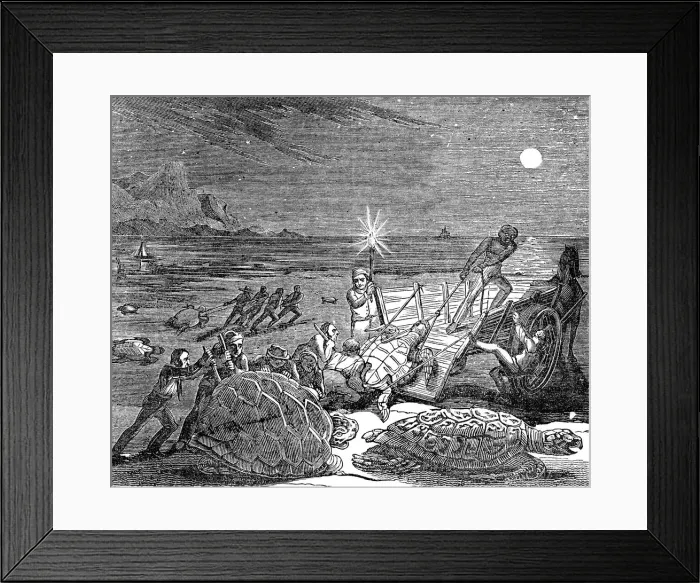 Framed Print : Green turtles and Loggerhead turtles captured on coast of Cuba, 1832 Framed Print : Green turtles and Loggerhead turtles captured on coast of Cuba, 1832