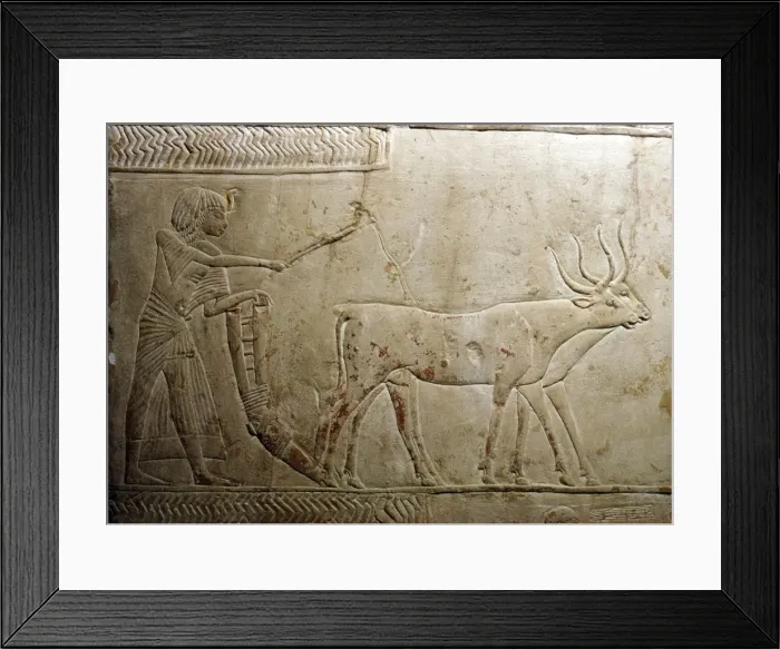 Framed Print : Ploughing from an Egyptian Stele, 18th Dynasty, 1332BC-1323 BC Framed Print : Ploughing from an Egyptian Stele, 18th Dynasty, 1332BC-1323 BC