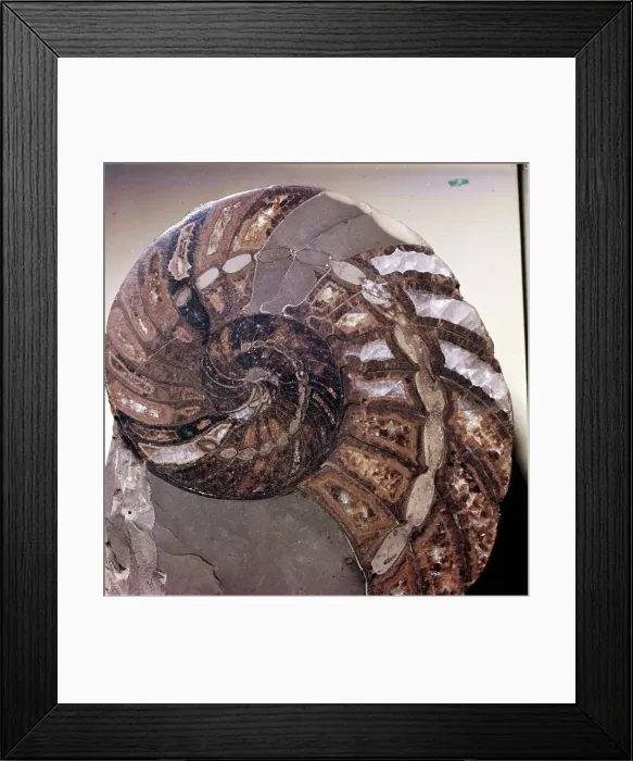 Framed Print : Section of Fossil Nautilus Shell Framed Print : Section of Fossil Nautilus Shell