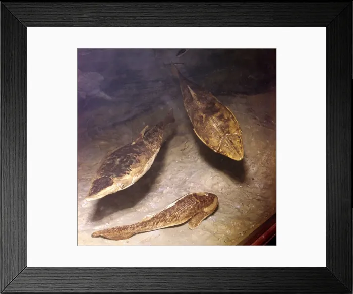 Framed Print : Ostracaderms, (Jawless Fish) from West of England, Early Devonian Framed Print : Ostracaderms, (Jawless Fish) from West of England, Early Devonian