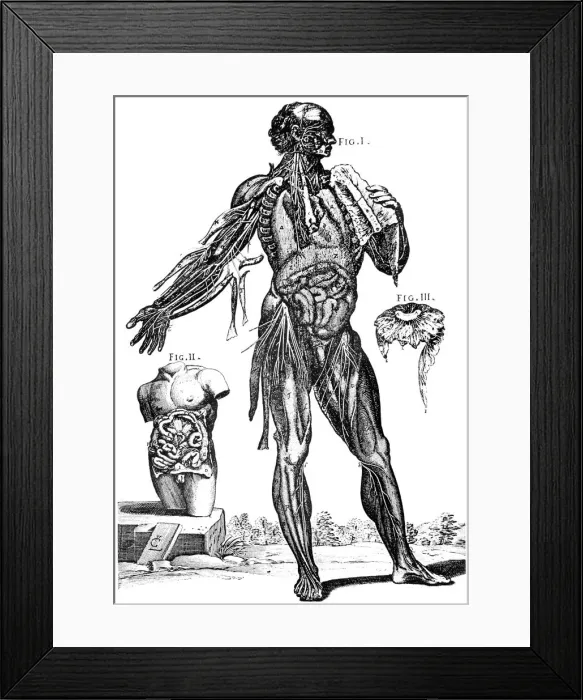 Framed Print : Plate showing muscles and contents of the abdomem, 1648. Artist: Pietro Berrettino Framed Print : Plate showing muscles and contents of the abdomem, 1648. Artist: Pietro Berrettino