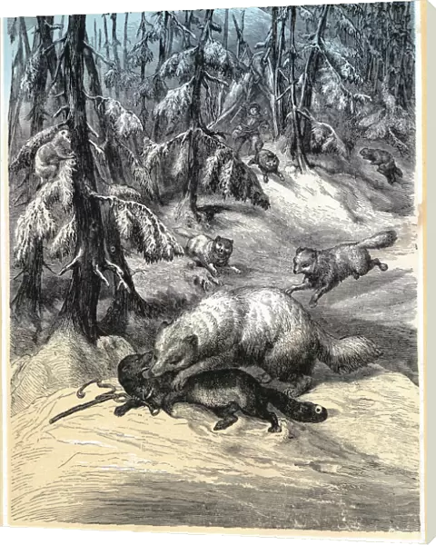 Arctic Fox attacking trapped Sable, 1874