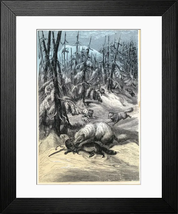 Framed Print : Arctic Fox attacking trapped Sable, 1874 Framed Print : Arctic Fox attacking trapped Sable, 1874