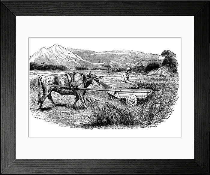 Framed Print : Reconstruction of Roman reaping cart, as described by Pliny, Engraving, 1860