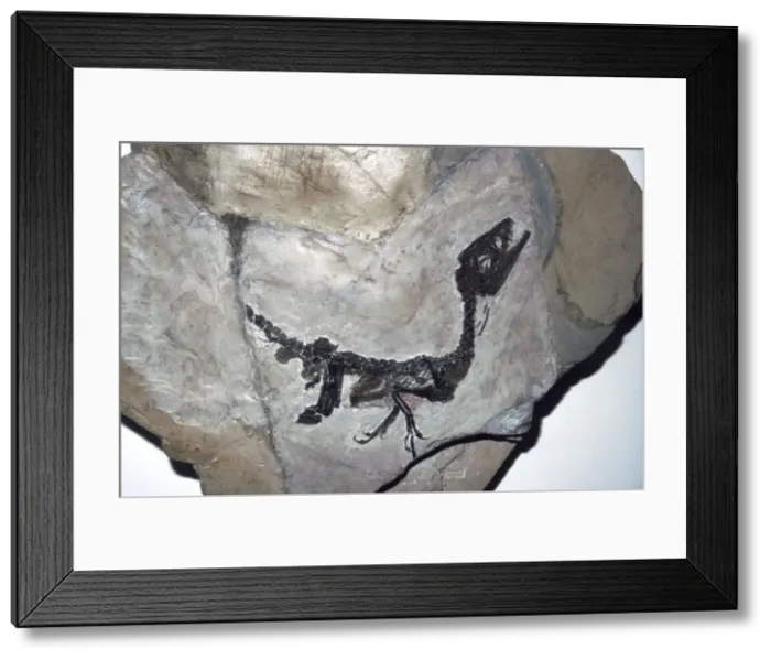 Framed Print : Cretaceous Dinosaur fossil, Mesozoic era Framed Print : Cretaceous Dinosaur fossil, Mesozoic era