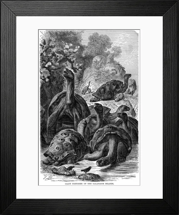 Framed Print : Giant tortoises of the Galapagos Islands which were observed by Darwin, 1894 Framed Print : Giant tortoises of the Galapagos Islands which were observed by Darwin, 1894