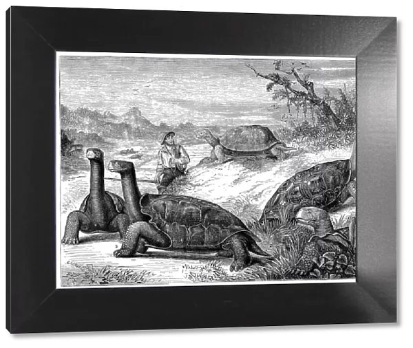 Giant Land Tortoises of the Galapagos Islands, 1884
