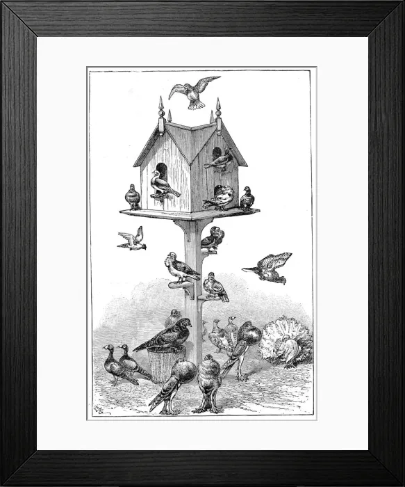 Framed Print : Pigeons used by Charles Darwin at Down House, near Beckenham, Kent, England, 1887 Framed Print : Pigeons used by Charles Darwin at Down House, near Beckenham, Kent, England, 1887