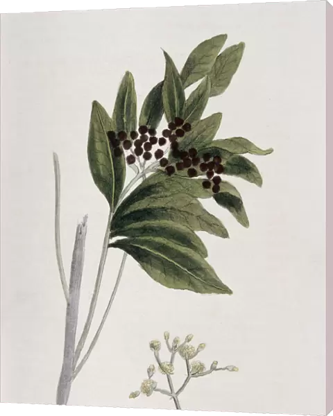 Allspice, 1823
