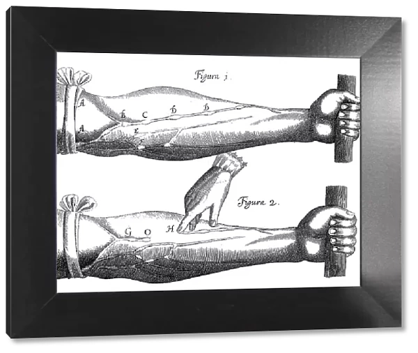 Circulation of the blood, 1628