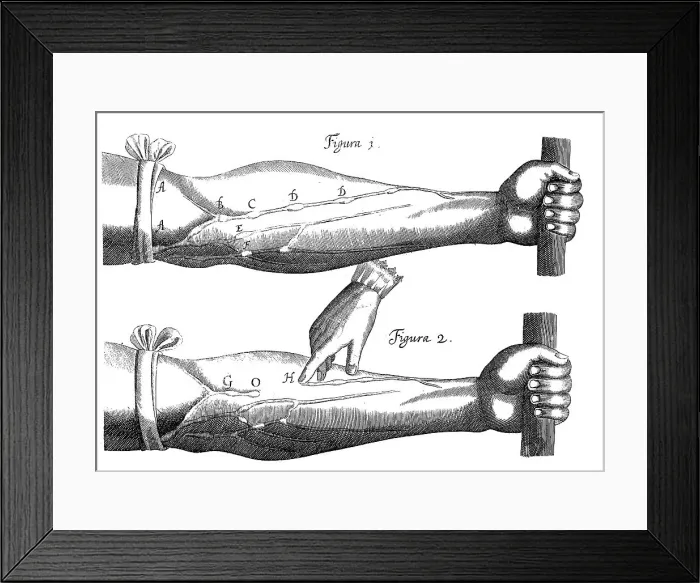 Framed Print : Circulation of the blood, 1628