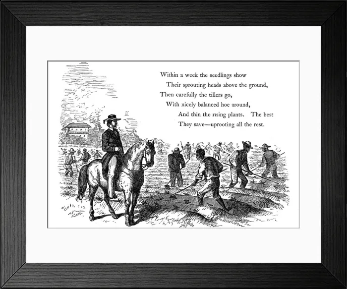 Framed Print : Negro labourers weeding cotton under the eyes of a mounted white overseer, Southern states of USA Framed Print : Negro labourers weeding cotton under the eyes of a mounted white overseer, Southern states of USA