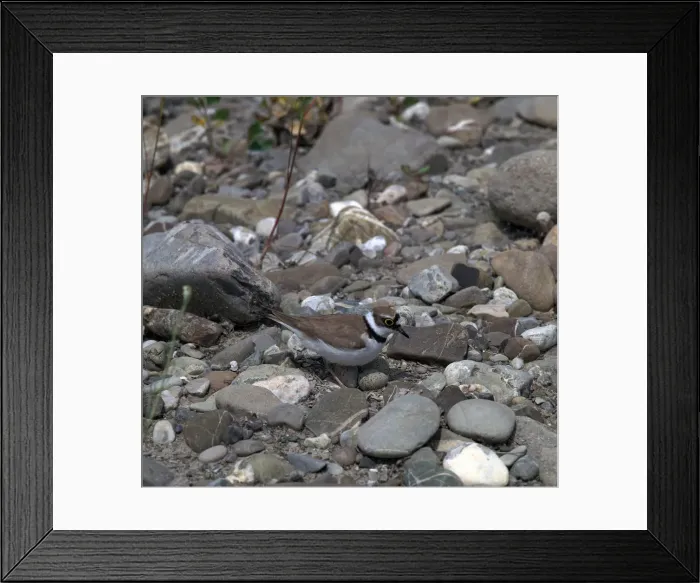 Framed Print : Little Ringed Plover Framed Print : Little Ringed Plover