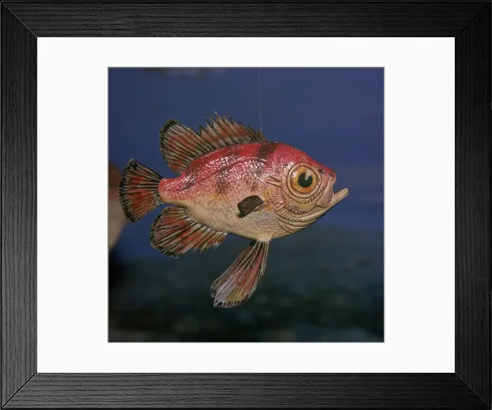 Framed Print : Model of a Pristigenus Substriatus Framed Print : Model of a Pristigenus Substriatus