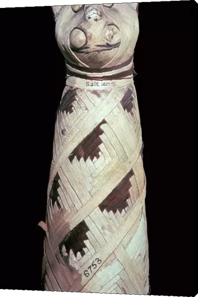 Egyptian mummy of a cat