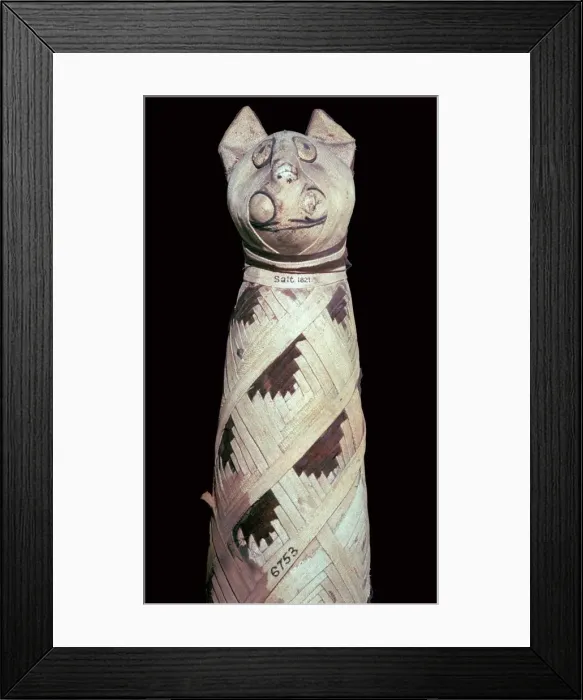 Framed Print : Egyptian mummy of a cat