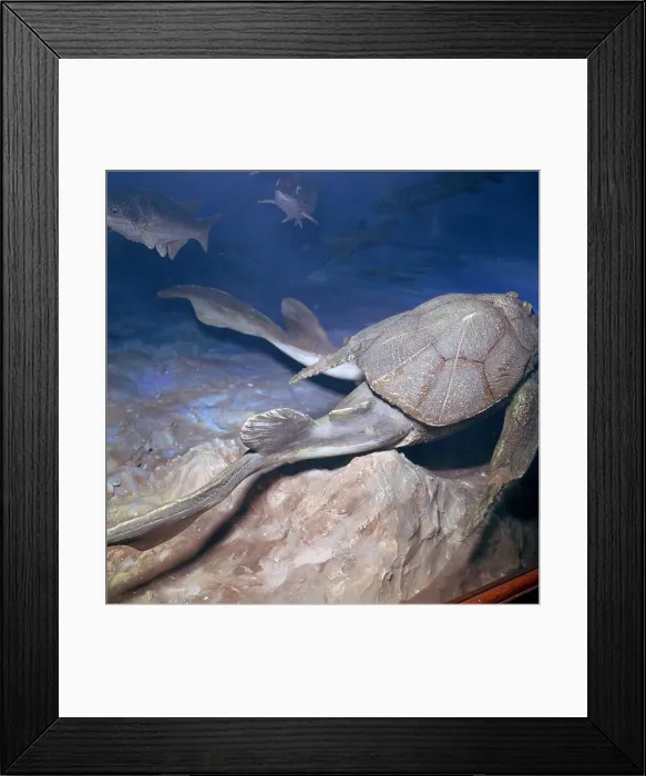Framed Print : Model of a Bothriolepsis Framed Print : Model of a Bothriolepsis