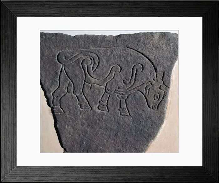 Framed Print : Pictish incised stone with a bull motif, 6th century Framed Print : Pictish incised stone with a bull motif, 6th century