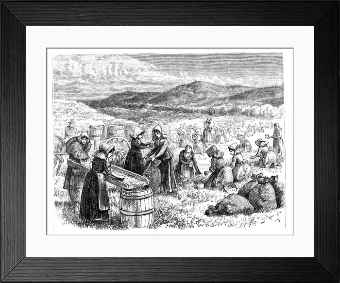 Framed Print : Cape Cod women picking and sorting Cranberries, 1875 Framed Print : Cape Cod women picking and sorting Cranberries, 1875