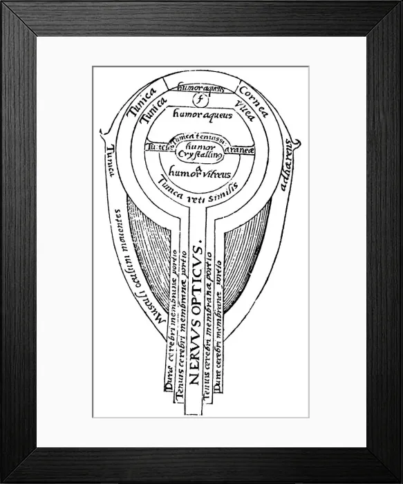 Framed Print : Anatomy of the eye, 1572 Framed Print : Anatomy of the eye, 1572