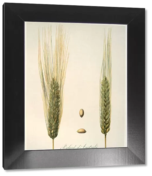 Ears of wheat, c1888. Artist: E Graff