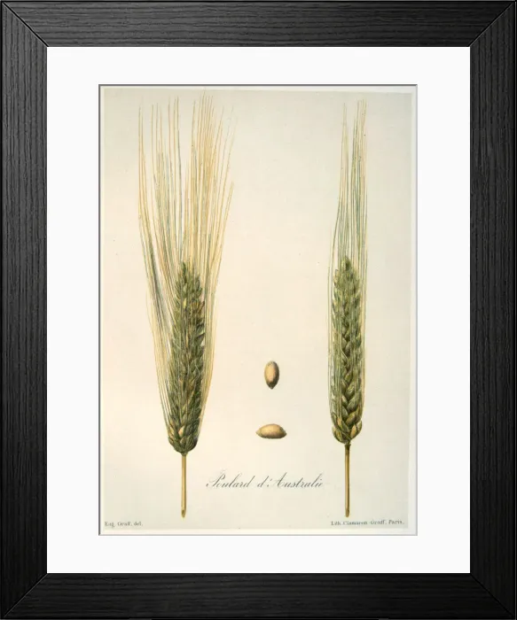 Framed Print : Ears of wheat, c1888. Artist: E Graff Framed Print : Ears of wheat, c1888. Artist: E Graff